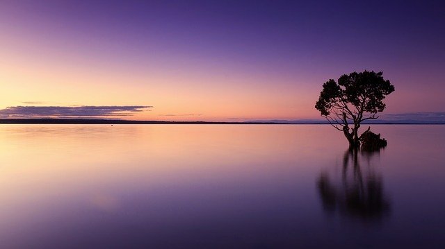 Couché de soleil, arbre au milieu de l'eau