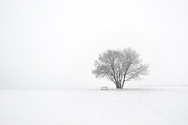 Arbre et banc photo monochrome