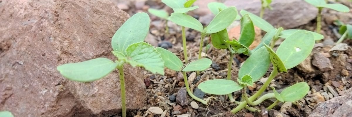 Jeunes pousses vertes émergeant d’un sol caillouteux, symbolisant la croissance, l’espoir et la possibilité de trouver le bonheur malgré les difficultés.