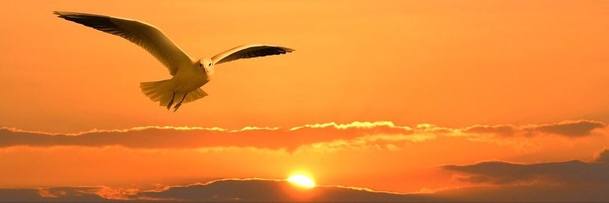 Oiseau solitaire en vol dans un couché de soleil, au-dessus de l’eau, symbole de liberté sans rien attendre des autres.