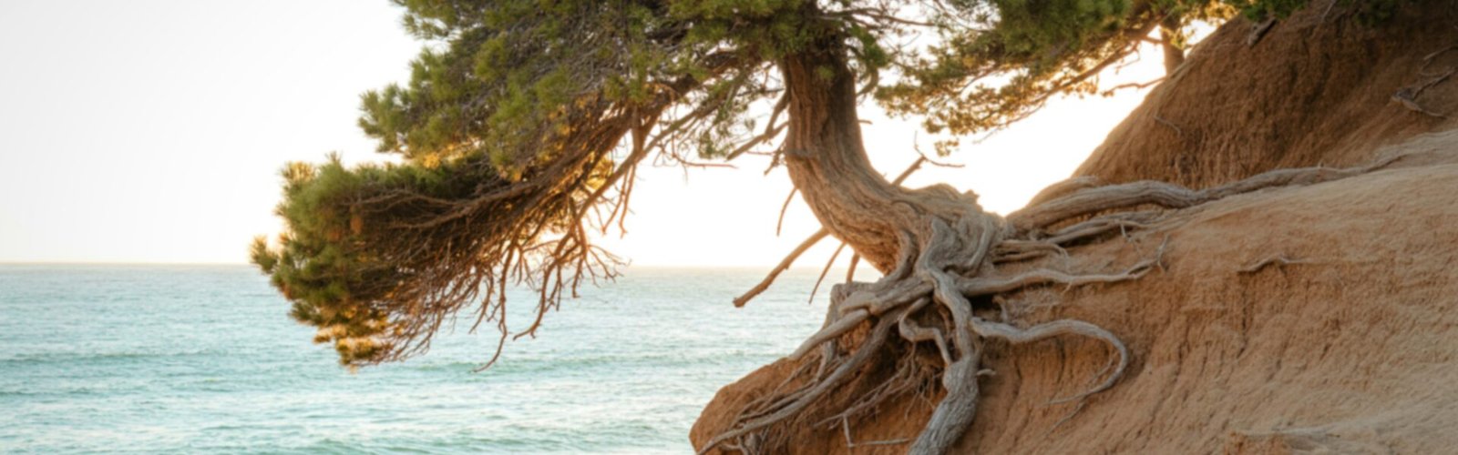 Un arbre fortement enraciné accroché à une falaise au sol instable face à la mer et aux éléments naturels, dans une lumière douce et un paysage ouvert.