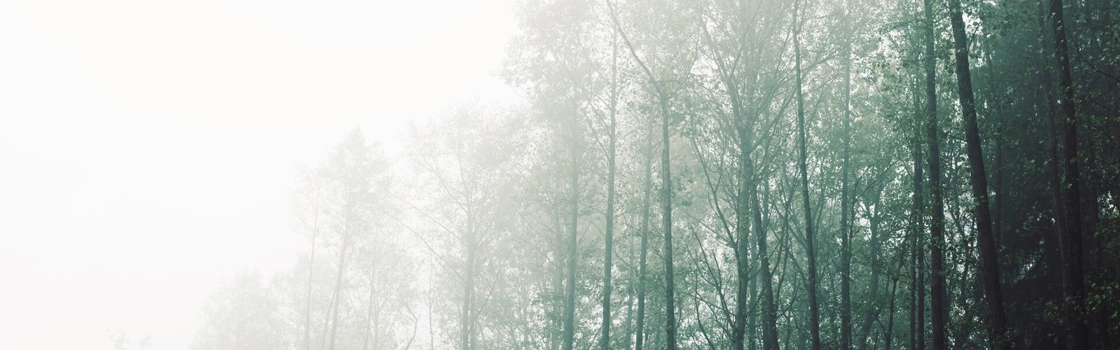Forêt dans la brume légère au petit matin, paysage silencieux et enveloppé de brouillard symbolisant les différences de point de vue et les perceptions intérieures qui peuvent se transformer en réaction émotionnelle.